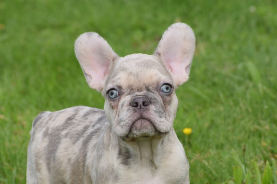Bouldogue Francais (reu) 80124