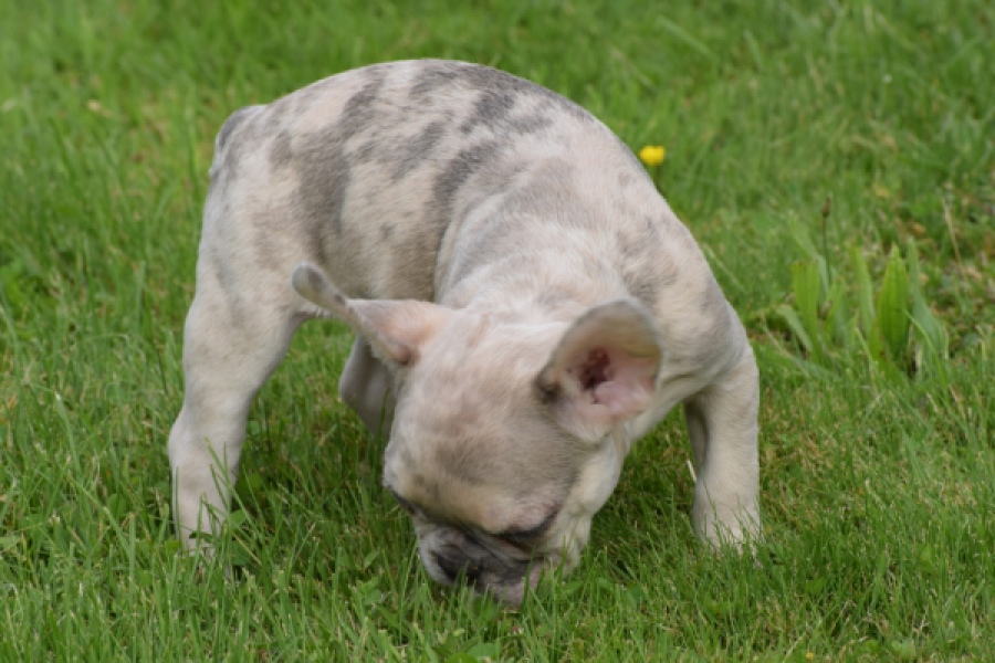 Bouldogue Francais (reu) 80124