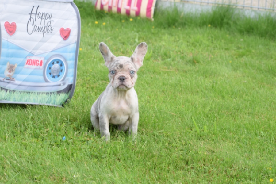 Bouldogue Francais (teef) 80105