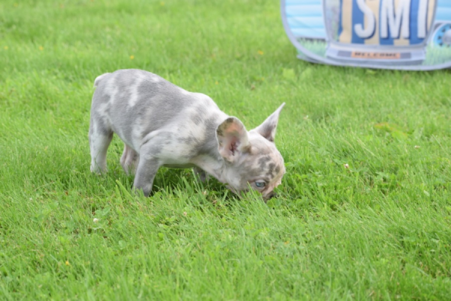 Bouldogue Francais (teef) 80105