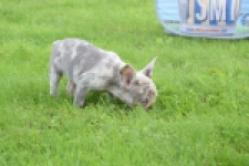 Bouldogue Francais (teef) 80105