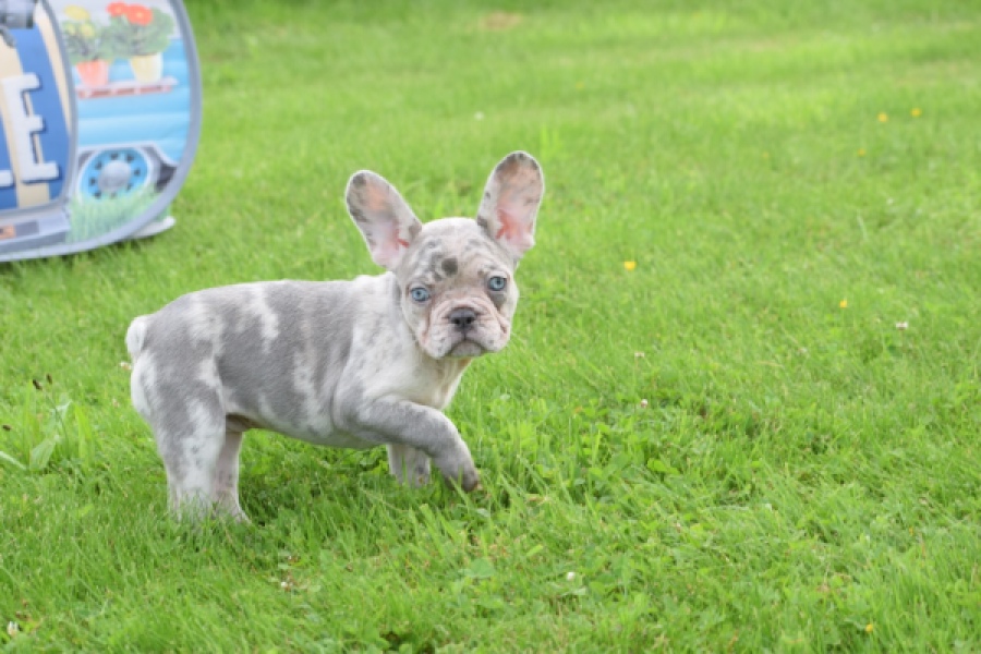 Bouldogue Francais (teef) 80105