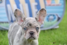 Bouldogue Francais (teef) 80105