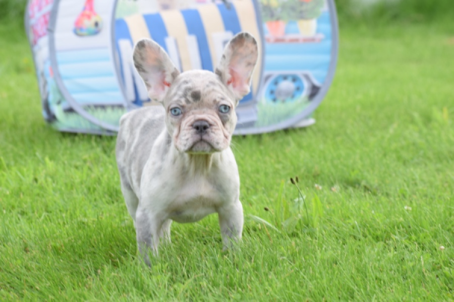 Bouldogue Francais (teef) 80105