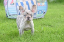 Bouldogue Francais (teef) 80105