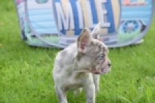 Bouldogue Francais (teef) 80105