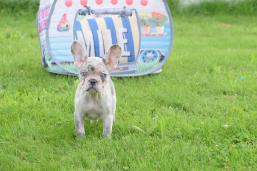 Bouldogue Francais (teef) 80105