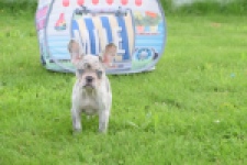 Bouldogue Francais (teef) 80105