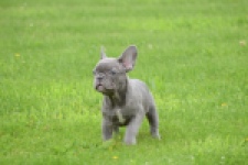 Bouldogue Francais (teef) 80128