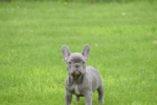 Bouldogue Francais (teef) 80128