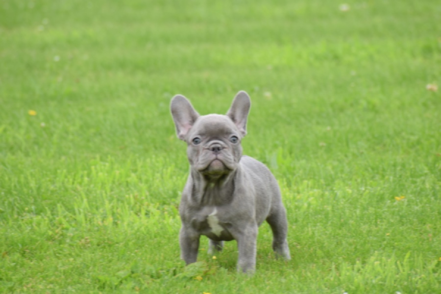 Bouldogue Francais (teef) 80128
