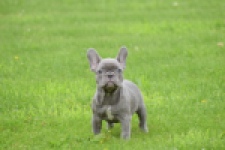 Bouldogue Francais (teef) 80128