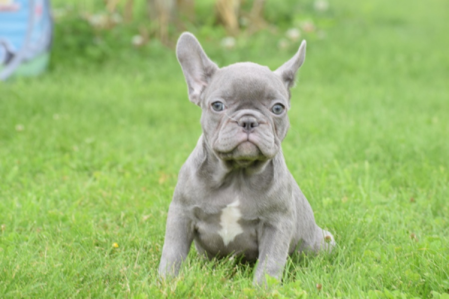 Bouldogue Francais (teef) 80128