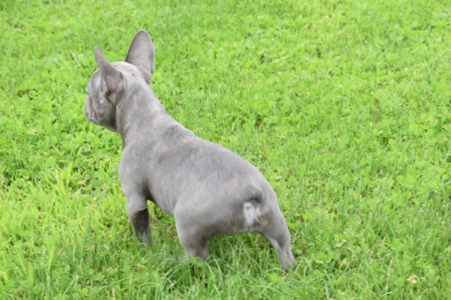 Bouldogue Francais (reu) 80102