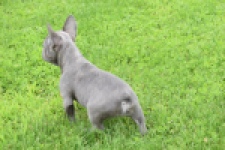Bouldogue Francais (reu) 80102