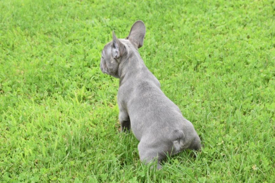 Bouldogue Francais (reu) 80102