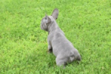 Bouldogue Francais (reu) 80102