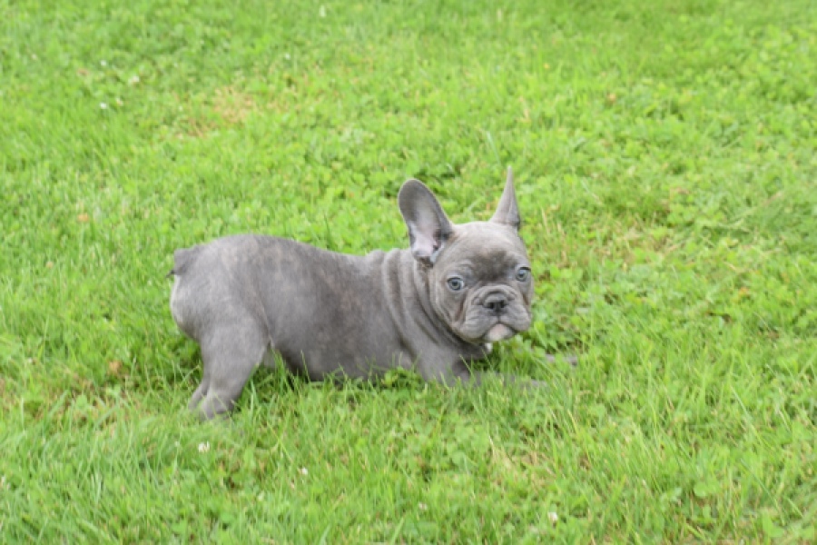Bouldogue Francais (reu) 80102