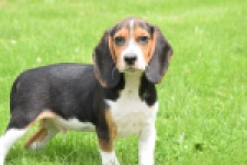 Beagle (reu) 29175