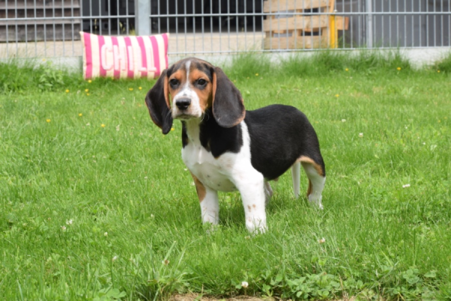 Beagle (reu) 29175