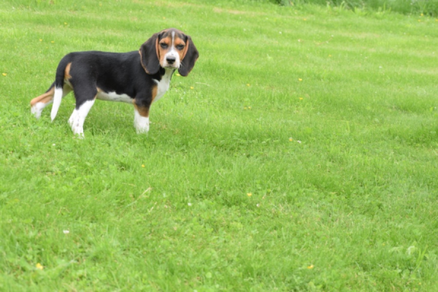 Beagle (reu) 29175