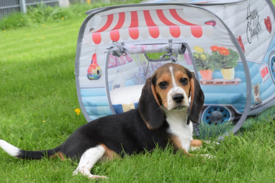 Beagle (teef) 29177