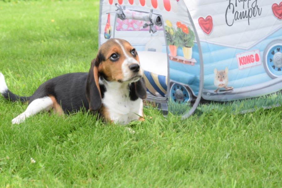 Beagle (teef) 29177
