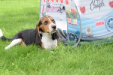 Beagle (teef) 29177