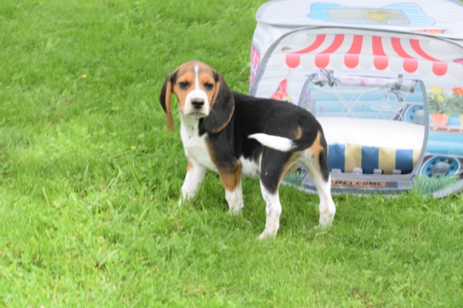 Beagle (teef) 29177