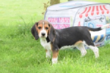 Beagle (teef) 29177
