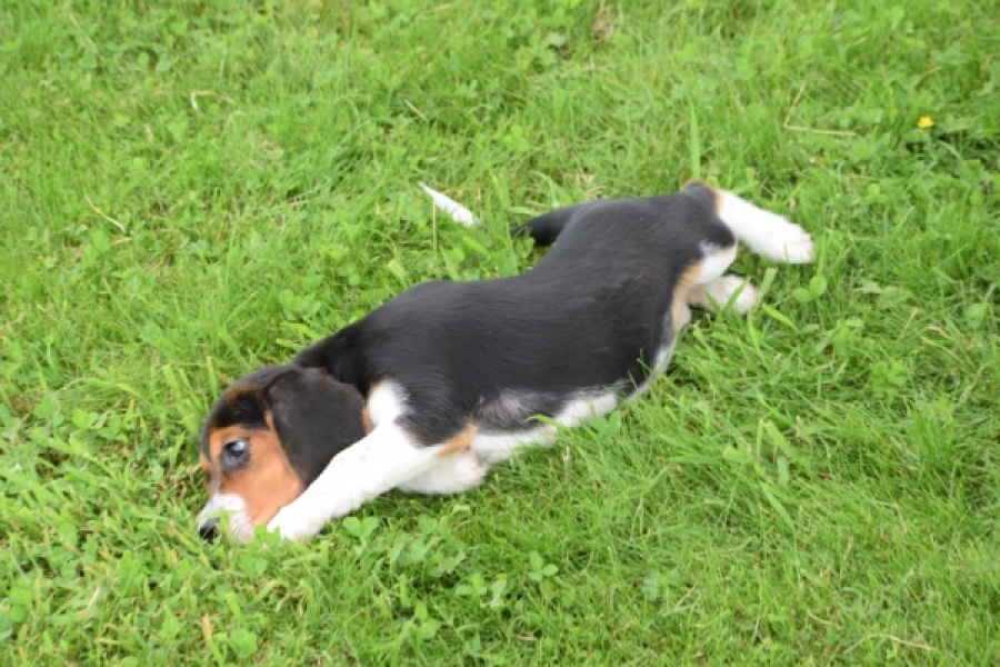 Beagle (teef) 29204