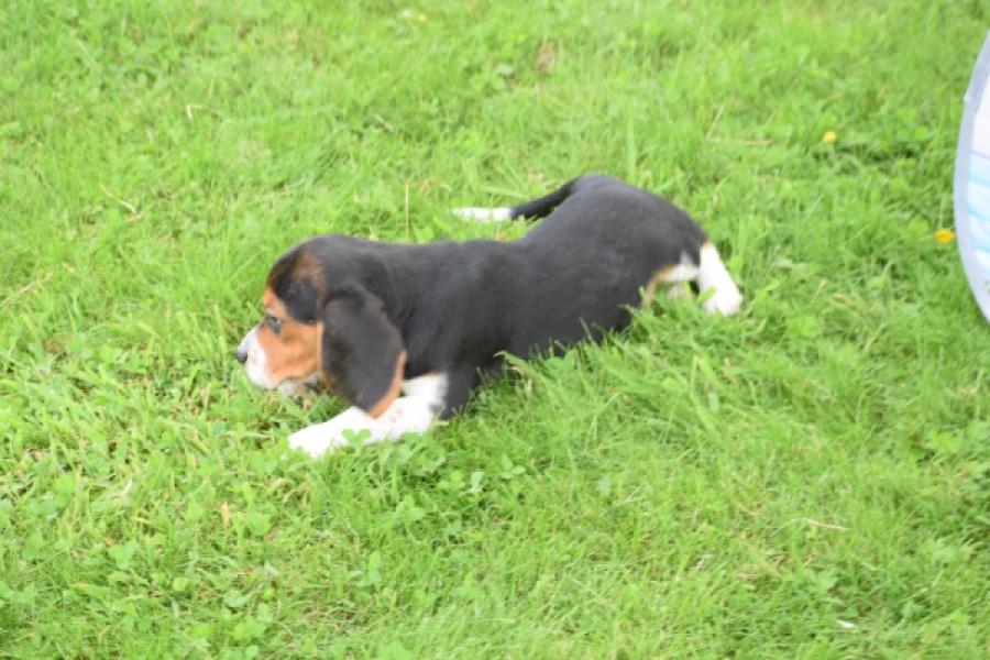 Beagle (teef) 29204