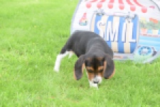 Beagle (teef) 29204