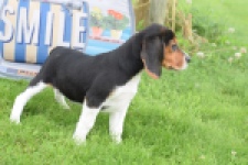 Beagle (teef) 29204