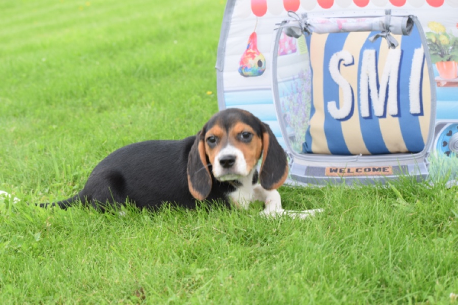 Beagle (teef) 29204