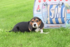 Beagle (teef) 29204