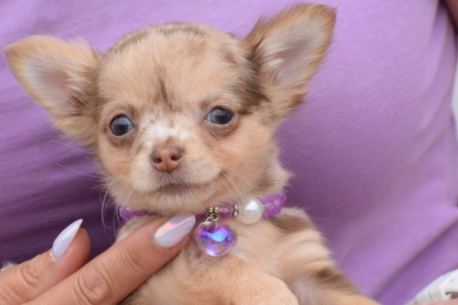 Chihuahua (reu) 55557
