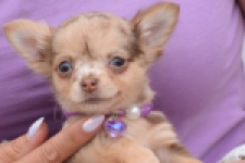 Chihuahua (reu) 55557