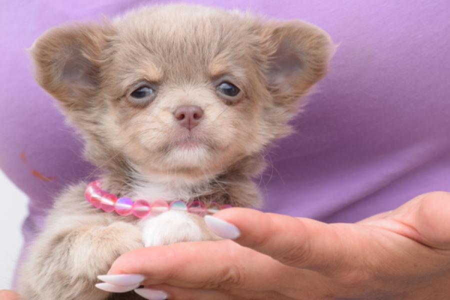 Chihuahua (teef) 55559