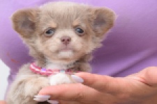 Chihuahua (teef) 55559