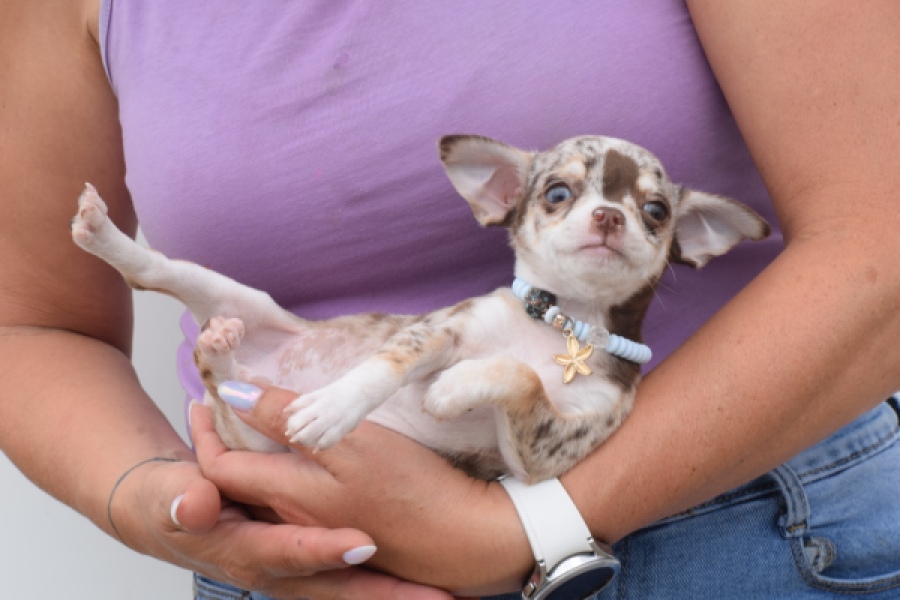 Chihuahua (reu) 55550
