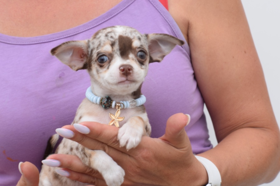 Chihuahua (reu) 55550