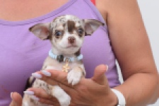 Chihuahua (reu) 55550