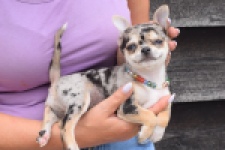 Chihuahua (reu) 55558