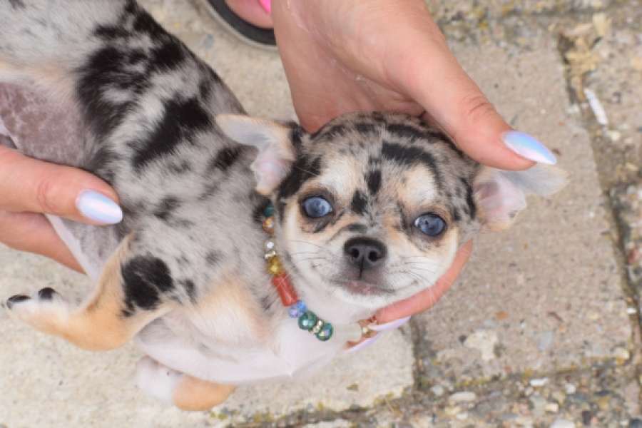 Chihuahua (reu) 55558
