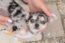 Chihuahua (reu) 55558