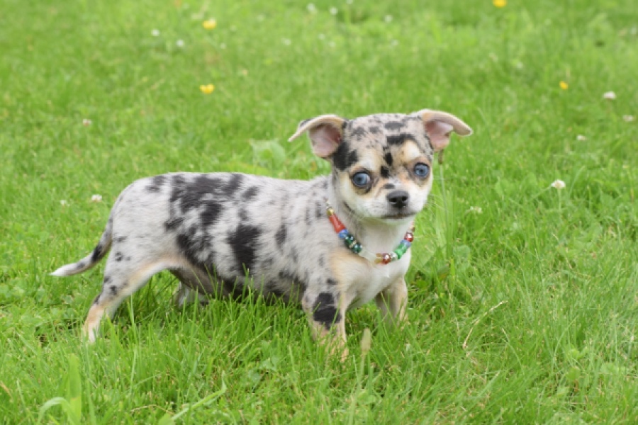 Chihuahua (reu) 55558
