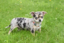 Chihuahua (reu) 55558