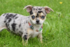 Chihuahua (reu) 55558
