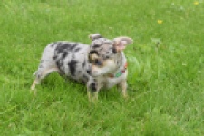 Chihuahua (reu) 55558